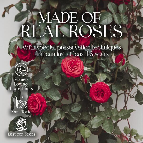 16 Preserved Roses in a Box - Flowers Forever Valentine's Day, Roses Forever for Women - Image 5